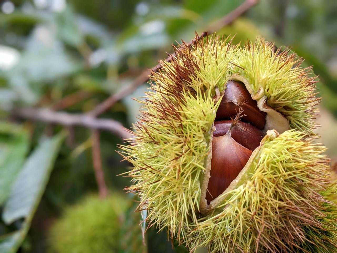 栗づくりの風景