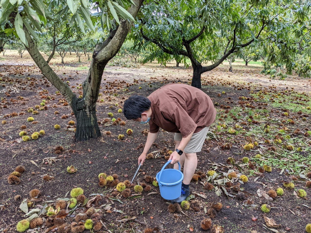 栗園の風景写真
