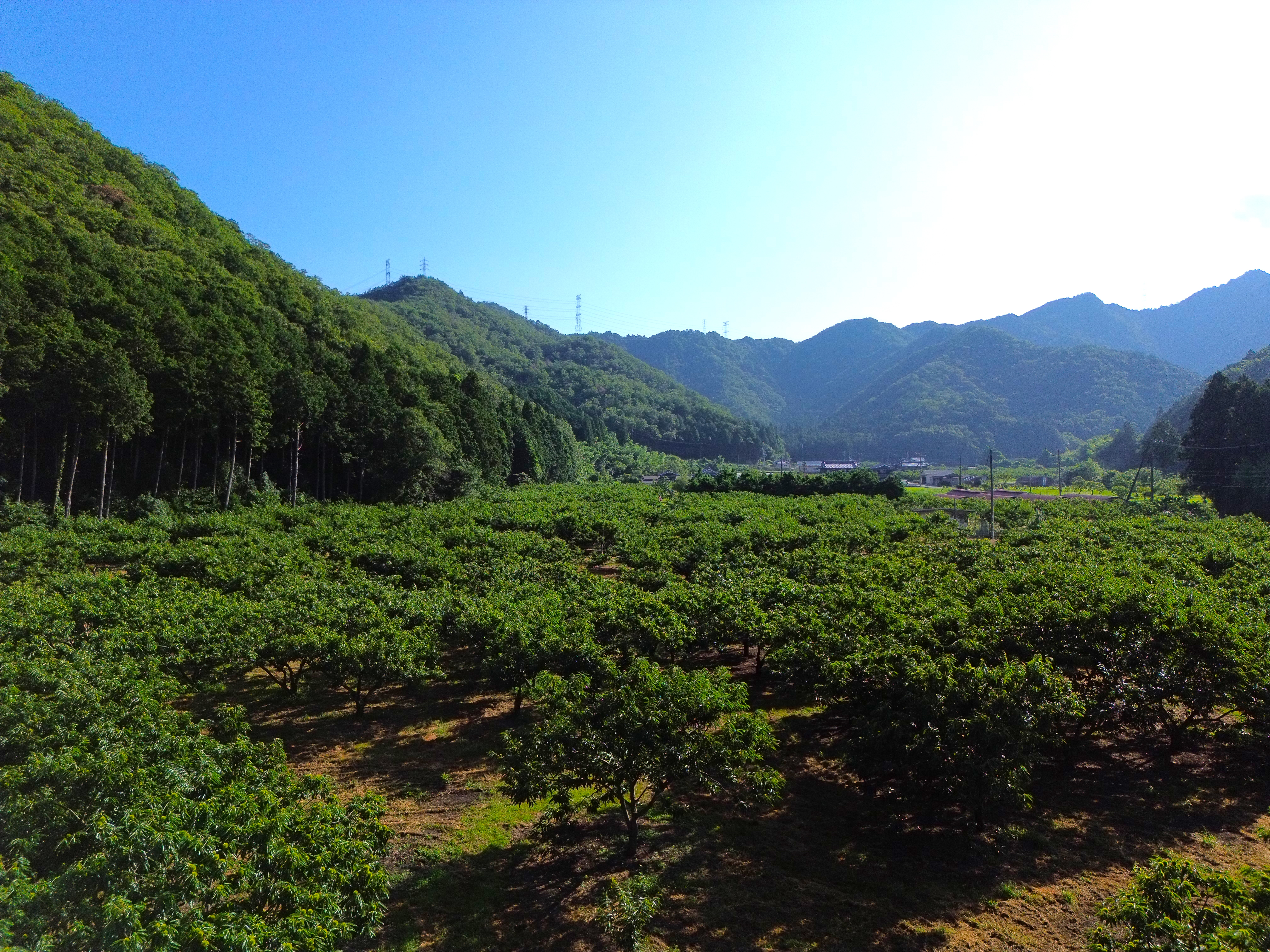 園内の栗の木と風景