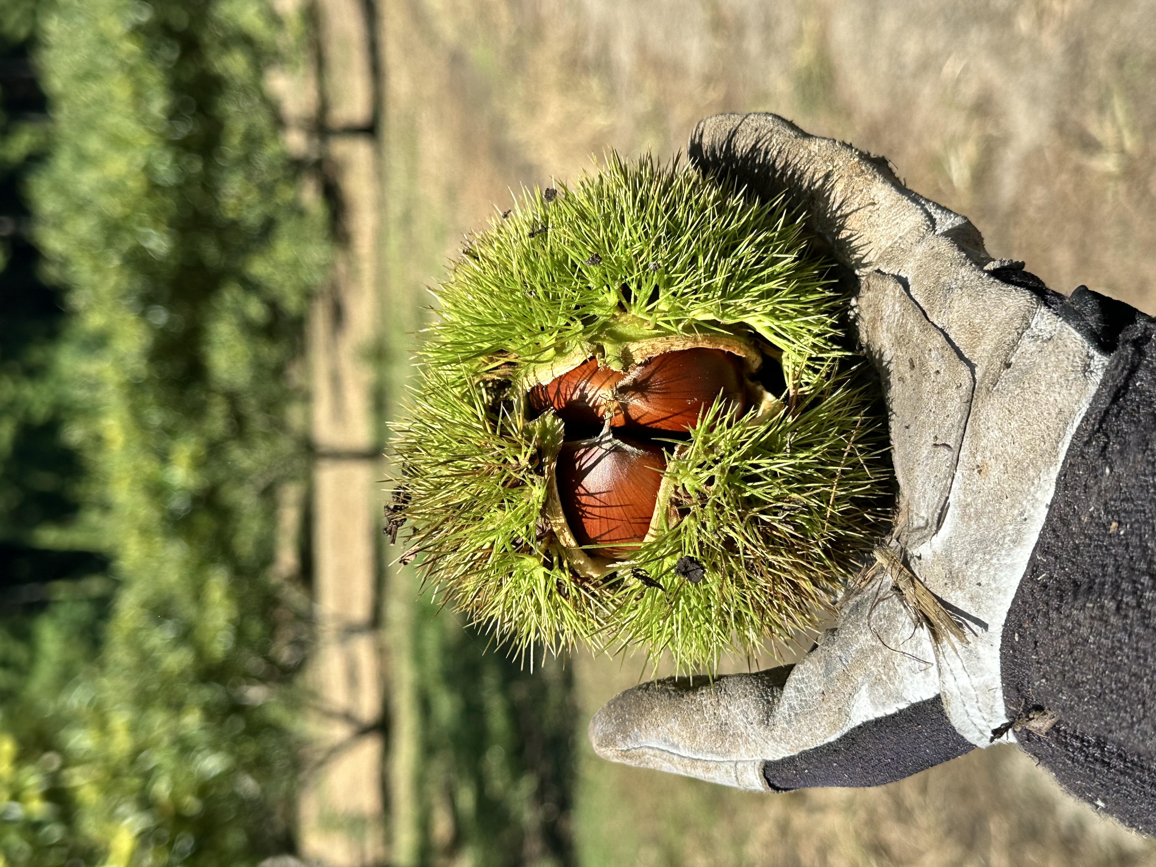 秋の栗園の様子