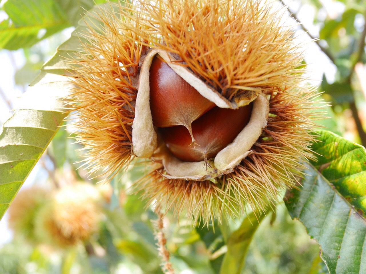栗の実が写る福田観光栗園の風景