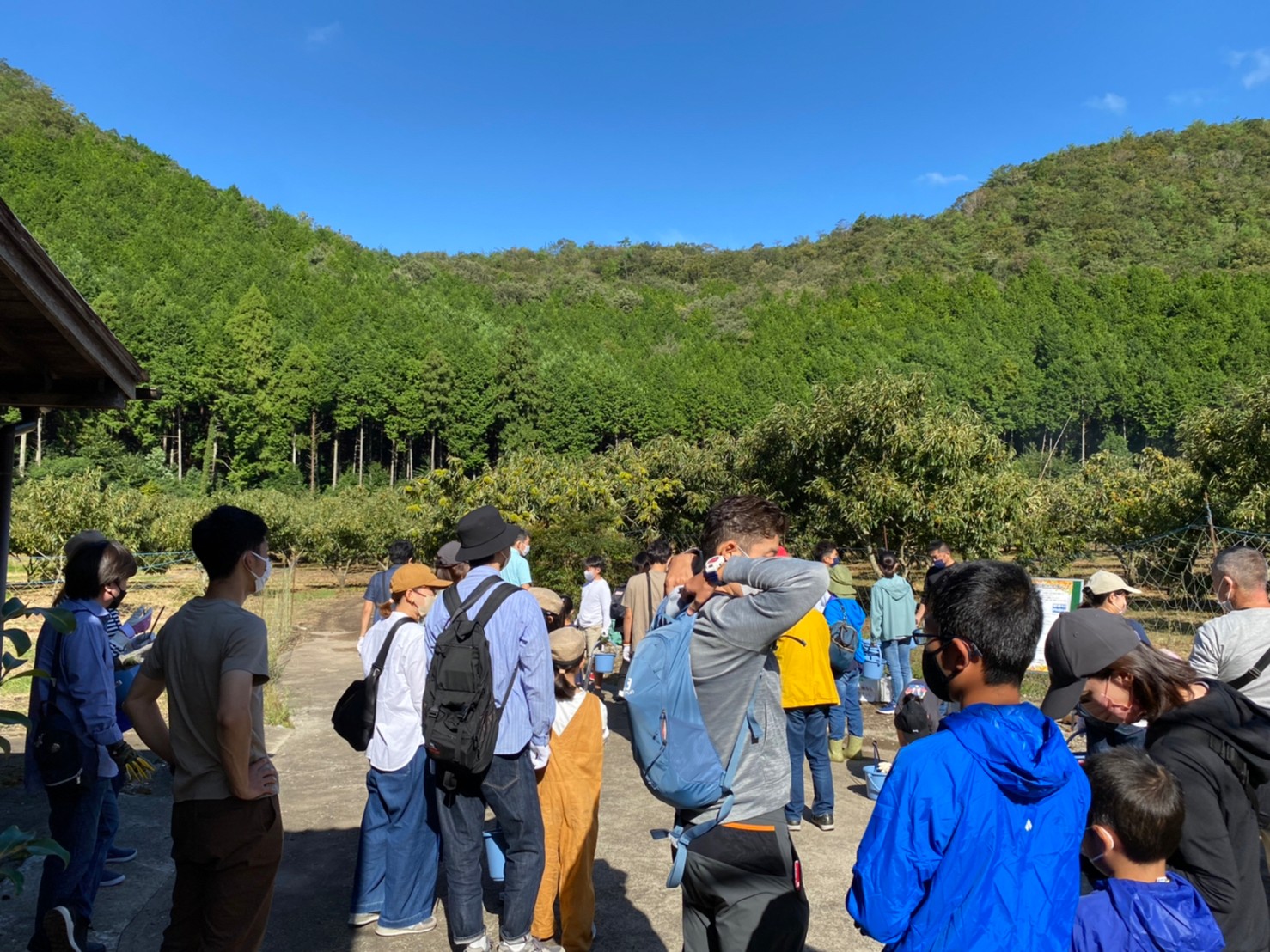 栗拾い体験の様子