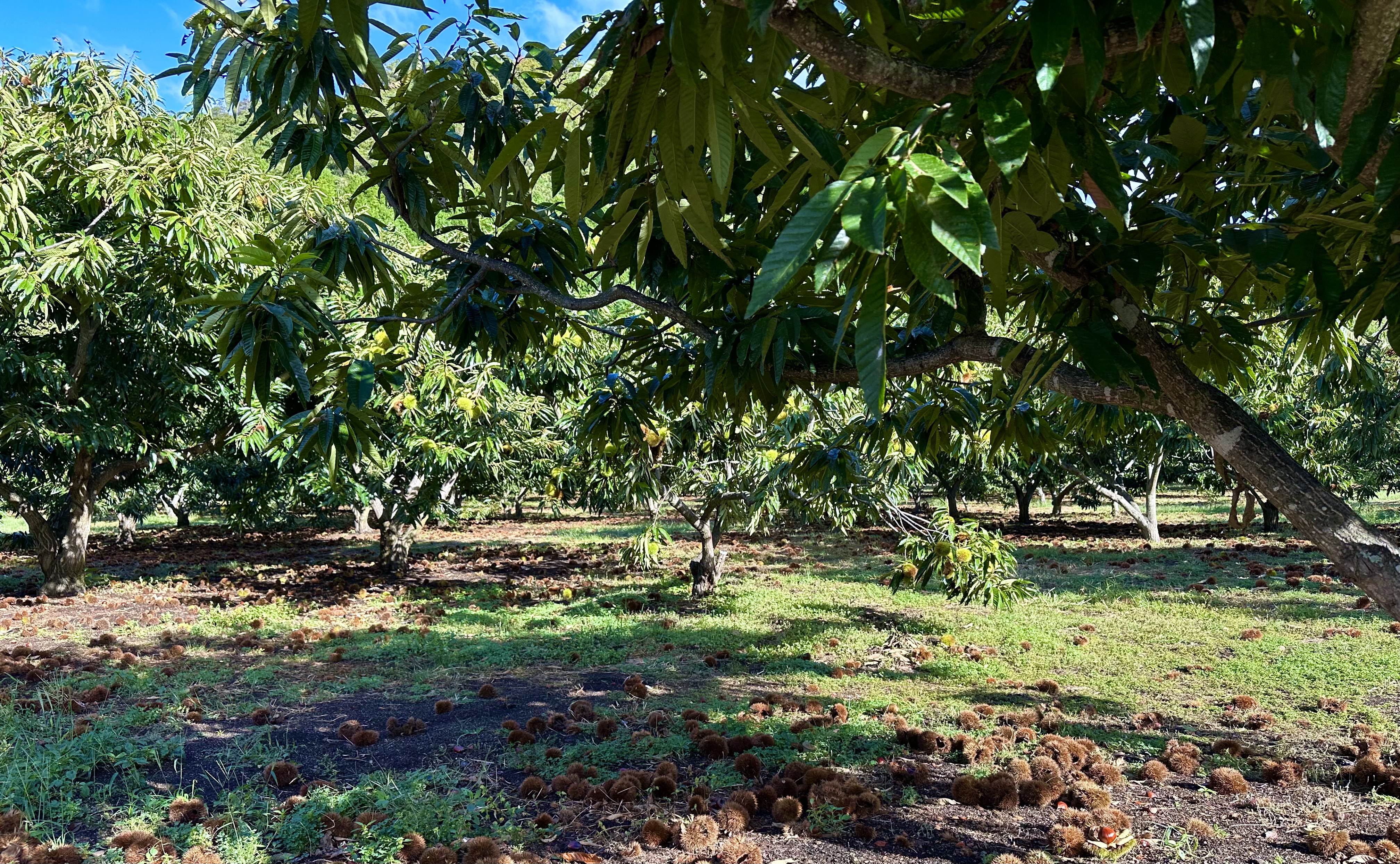 丹波の自然に囲まれた福田観光栗園の風景